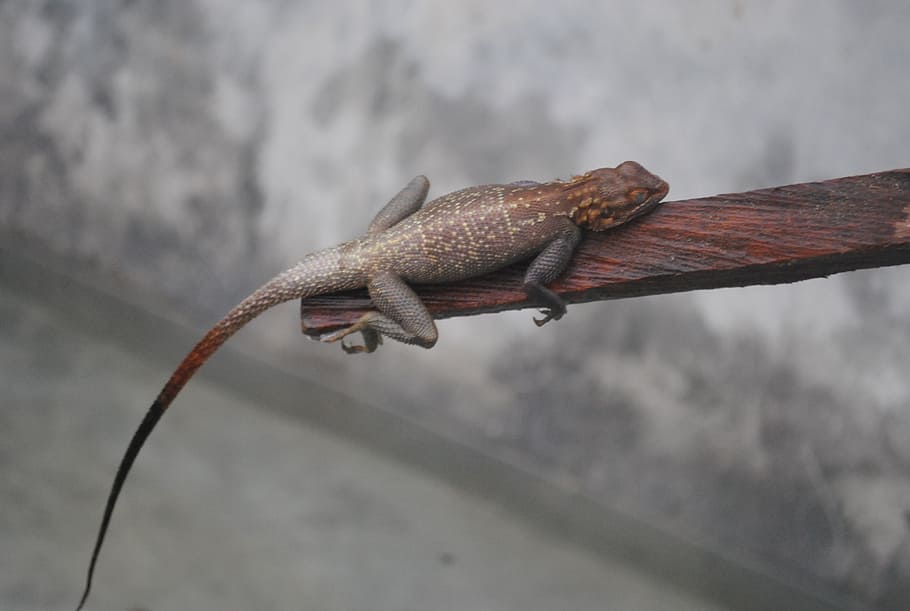 lizard, lazy lizard, reptile, crawling, creature, animal themes HD wallpaper