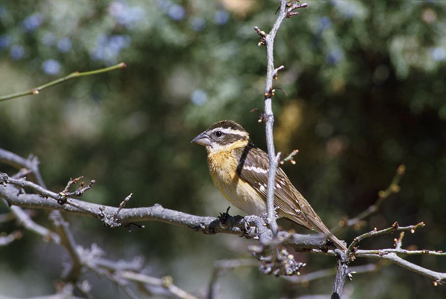 limb, tree, perched, bird, headed, black, grosbeak, birds, animals HD wallpaper