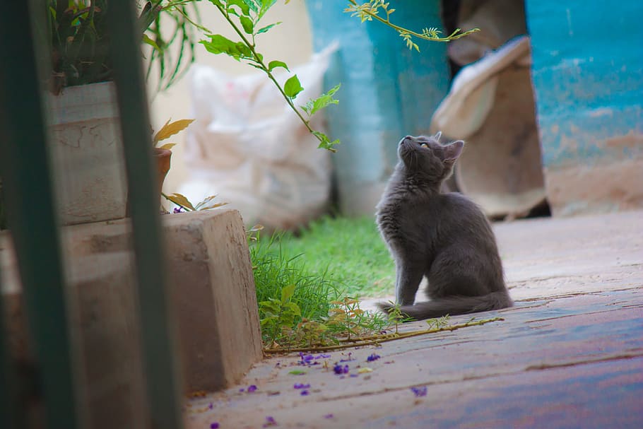 gray cat looking upward, kitten, pet, animals, feline, cats HD wallpaper