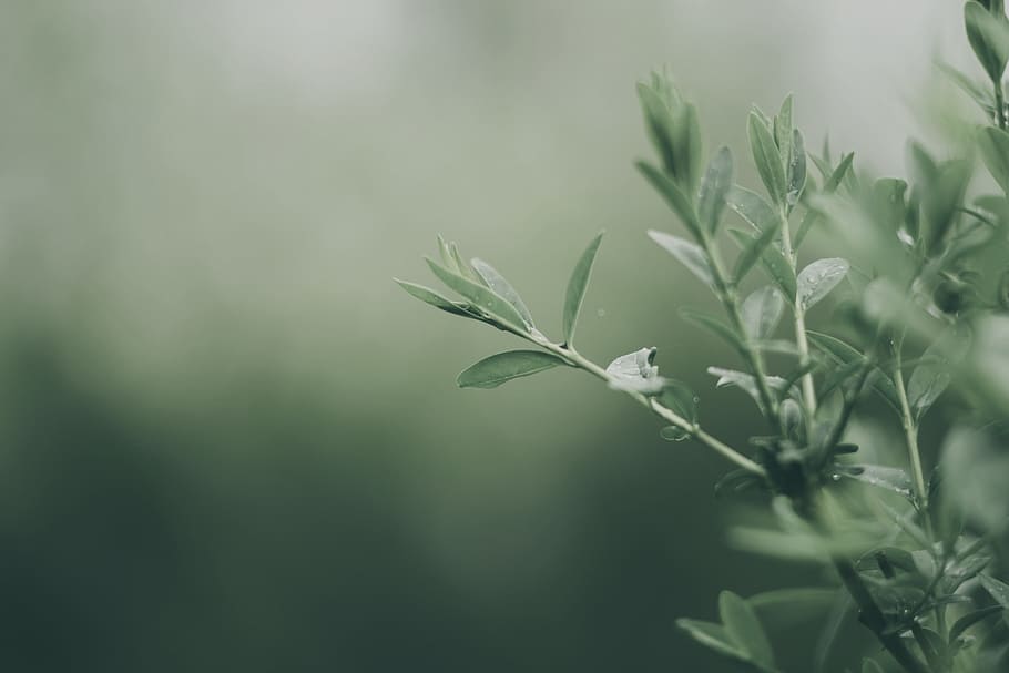 green, leaf, plant, nature, growth, close-up, plant part, beauty in nature HD wallpaper