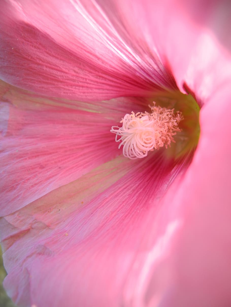 mallow, pink, close, blossom, bloom, garden, flowering plant HD wallpaper