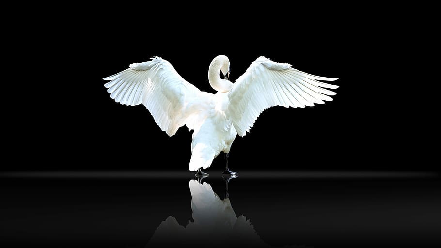 white swan spreading wings, wallpaper, bird, wildlife, feather