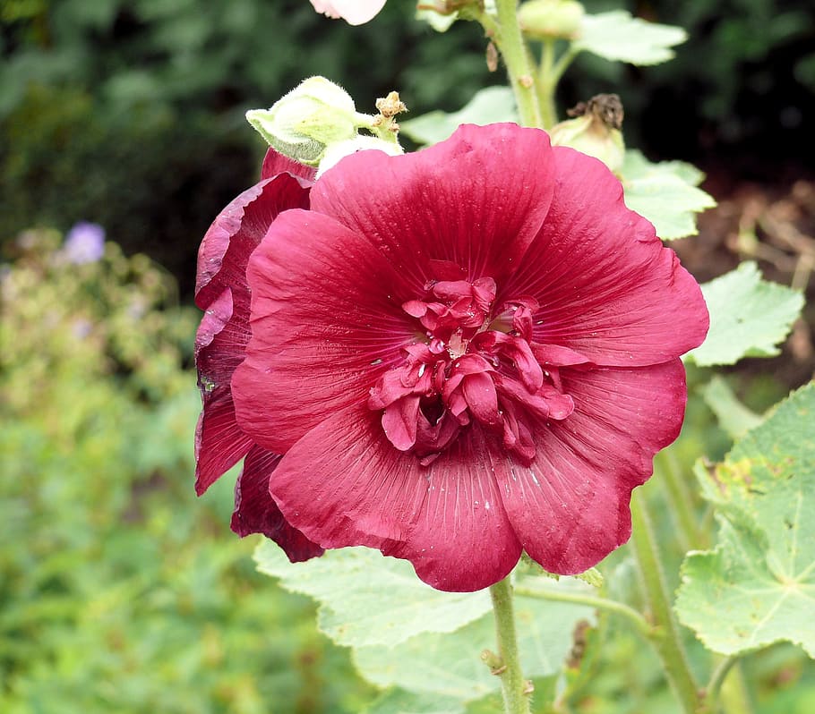hollyhock, red, double-flowered, spring, garden, flowering plant HD wallpaper