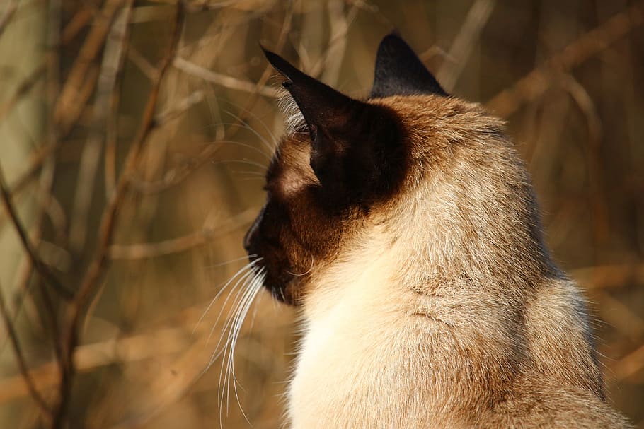 cat, siamese cat, breed cat, cat portrait, mieze, moustache HD wallpaper