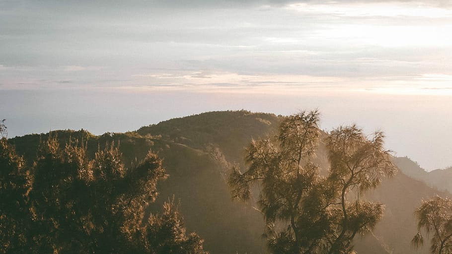 Green mountain during sunrise, tall trees with mountain in distance during daytime HD wallpaper