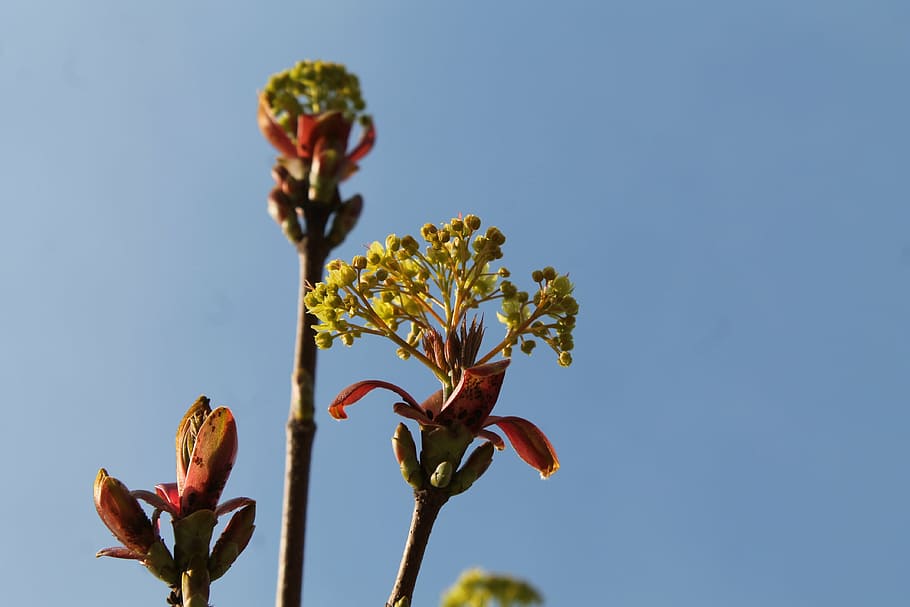spring, blue sky, nature, blossom, bloom, april, branch, yellow HD wallpaper