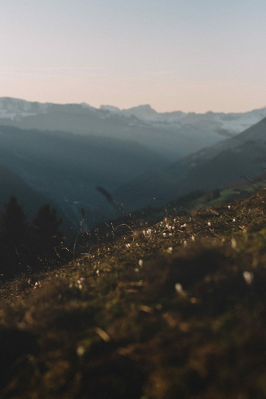 macro photography of green grass on mountain slope, closeup photo of brown grasses on top of mountain under white clouds at daytime HD wallpaper
