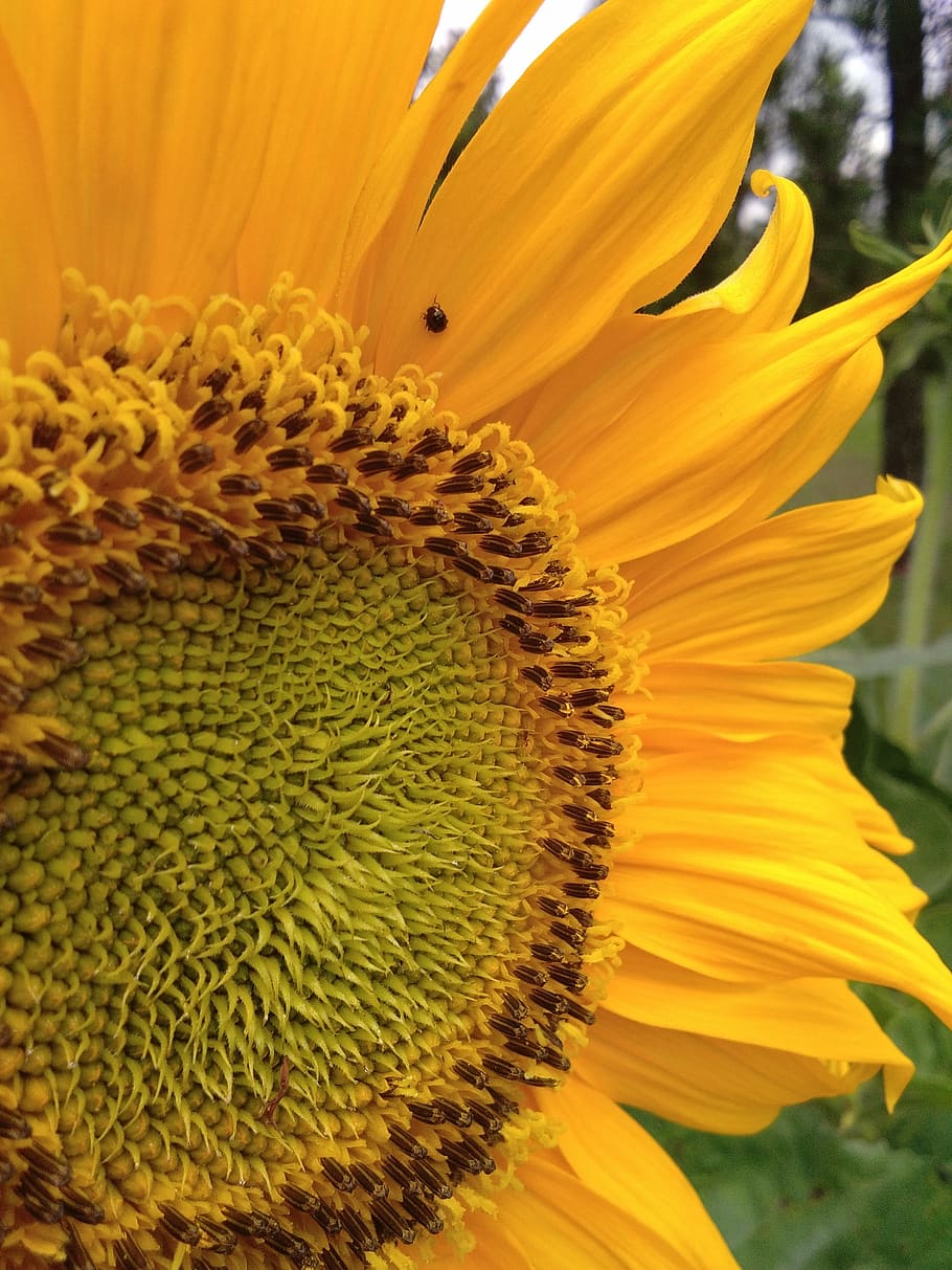 bugs, flower, sunflower, flowering plant, growth, flower head HD wallpaper