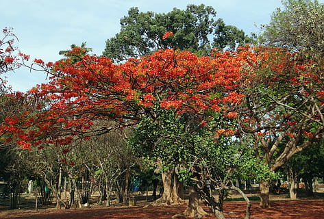 HD wallpaper: delonix regia, fabaceae, royal poinciana, flame tree ...