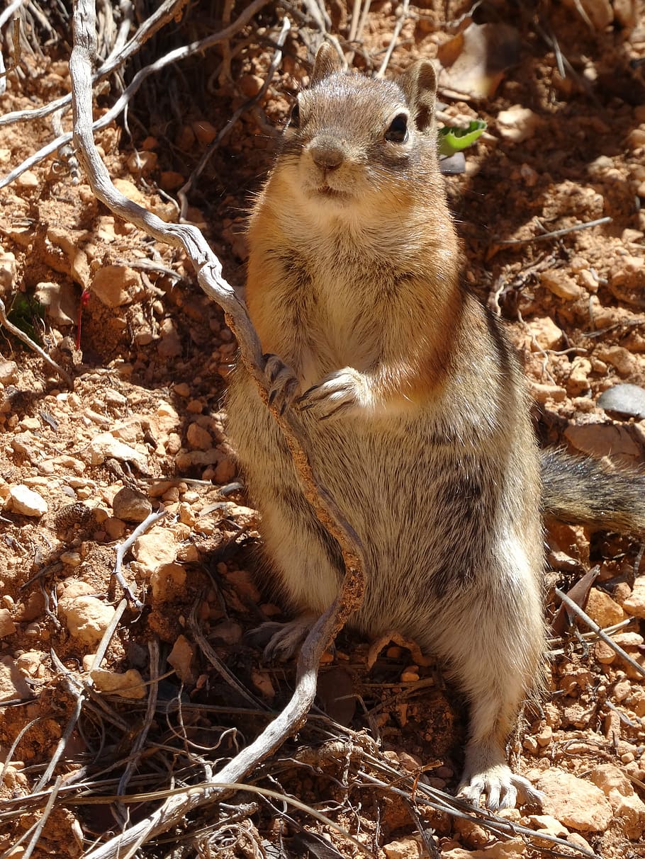 squirrel, surprised, animal, mammal, one animal, animal wildlife HD wallpaper