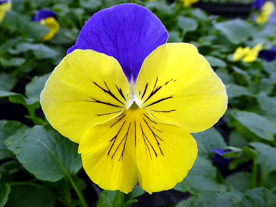 Flower, Thinking, Viola, Yellow, Blue, petal, plant, fragility HD wallpaper