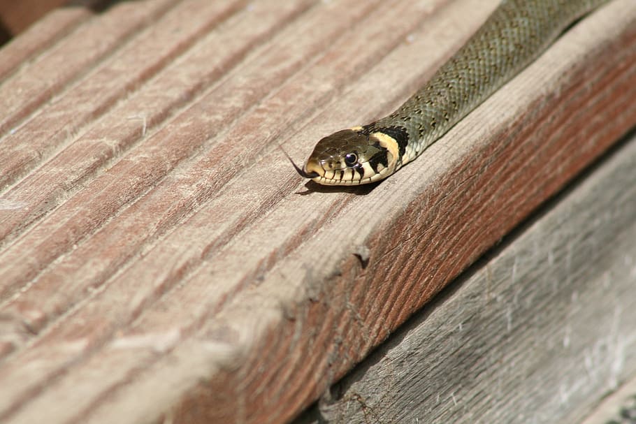 grass snake, reptile, animal themes, animal wildlife, animals in the wild HD wallpaper
