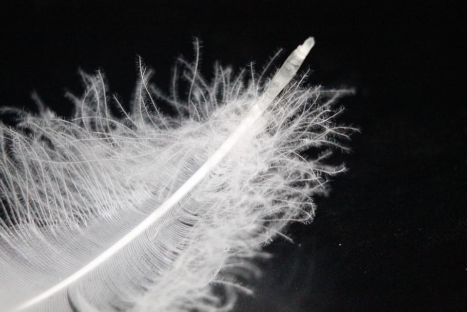macro photography of white feather, down feather, quill, swan feather HD wallpaper