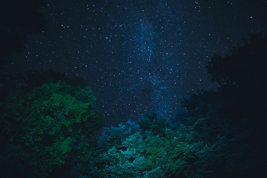 green trees under starry night, green tree during nightime, sky