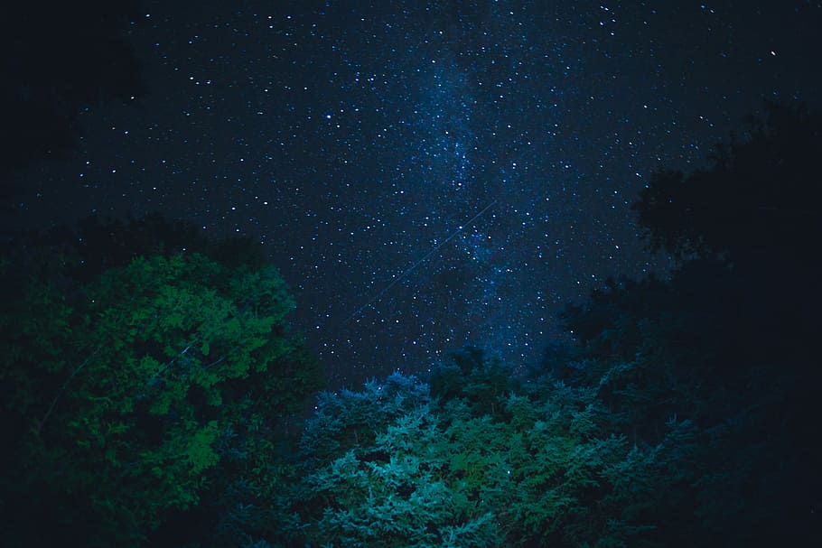 green trees under starry night, green tree during nightime, sky, HD wallpaper