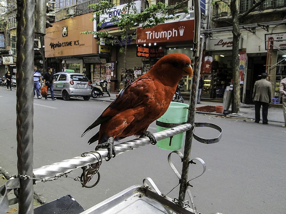 Chained Parrot on the Street in Hanoi, Vietnam, animal, Bird, HD wallpaper