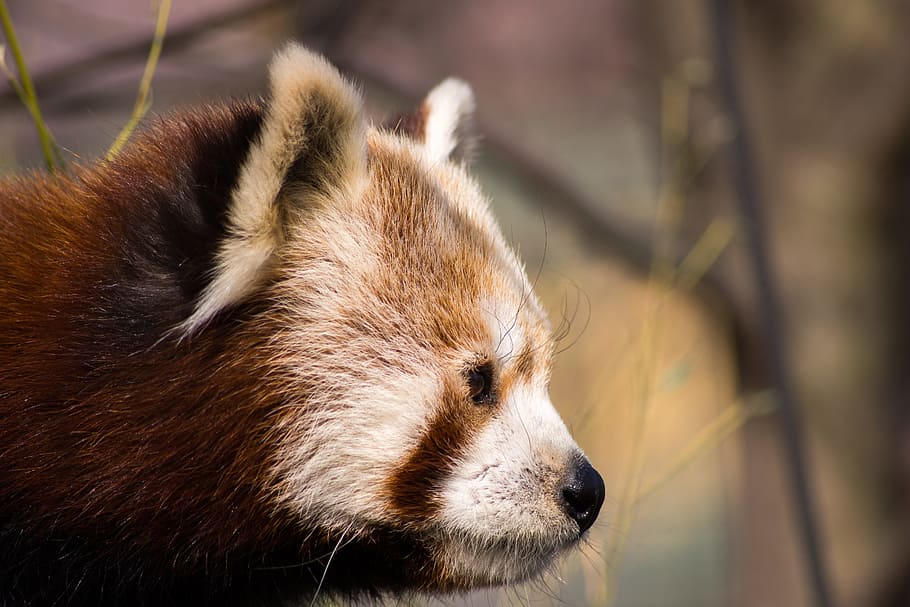 red panda, red panda bear, animals, zoo, fluffy, teddy bear HD wallpaper