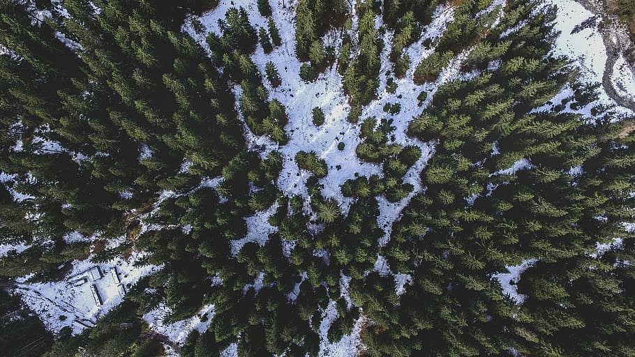 bird's eye photography of green tree, birds eye view of forest HD wallpaper