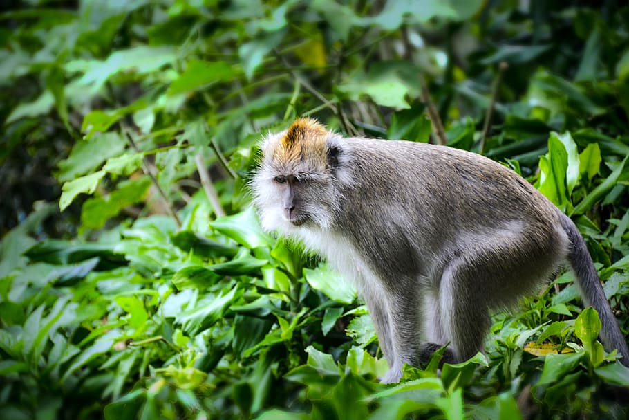 monkey, animal, grey, zoo, wildlife, nature, cute, fauna, funny HD wallpaper