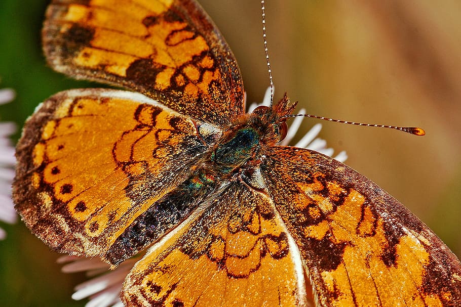 Brown Black and Yellow Butterfly on White Flower, close-up, insect HD wallpaper