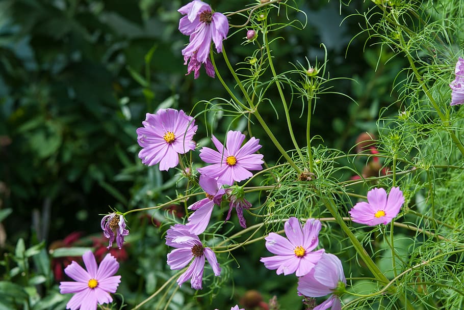 Close Up Photo of Purple Petaled Flower, beautiful, bloom, blooming HD wallpaper