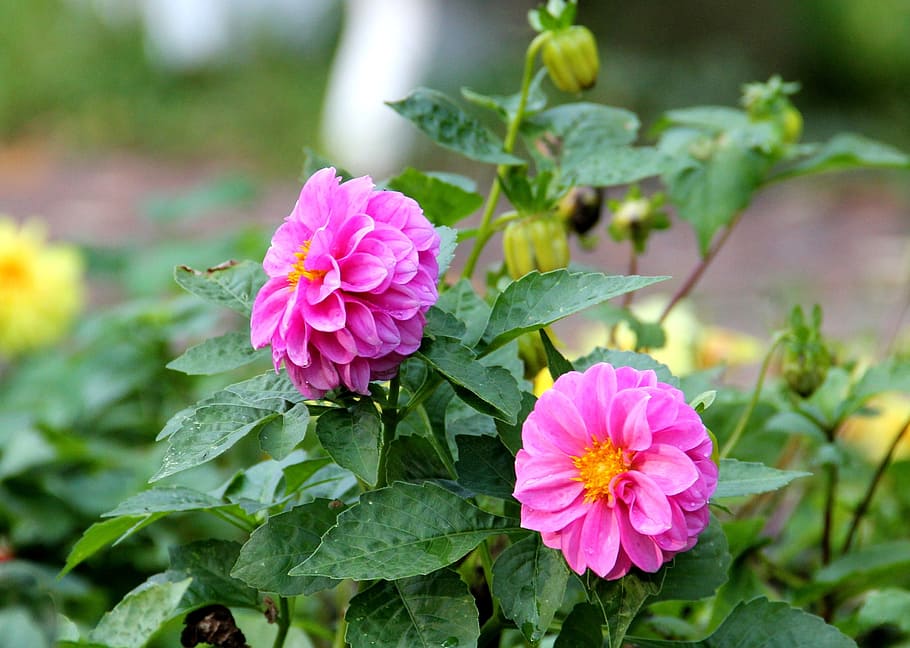 flowers, violet, september, plants, lawn, flowering plant, beauty in nature HD wallpaper