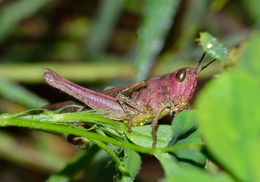 Nature, Insects, Grasshopper, Macro, one animal, animal themes HD wallpaper