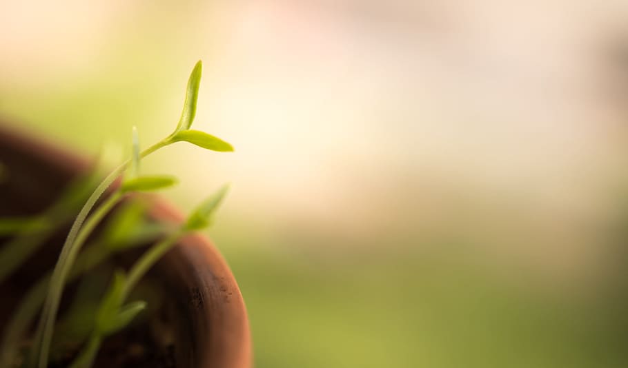 closeup photo of green leaves plant, ahead, background, blur HD wallpaper