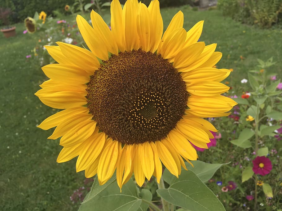 flowers, sun, summer, yellow, flowering plant, flower head HD wallpaper