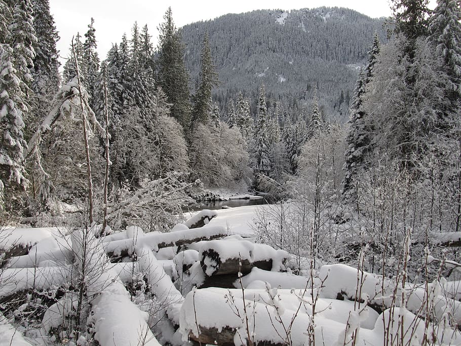 snowscape, winter, winter creek, cold, icy, frozen, snowy, frost HD wallpaper