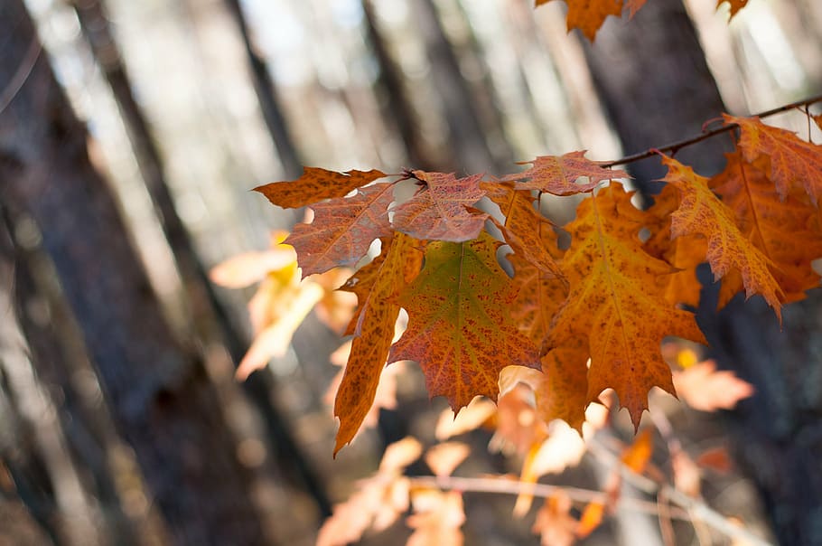foliage, forest, nature, trees, autumn, plant part, leaf, change HD wallpaper