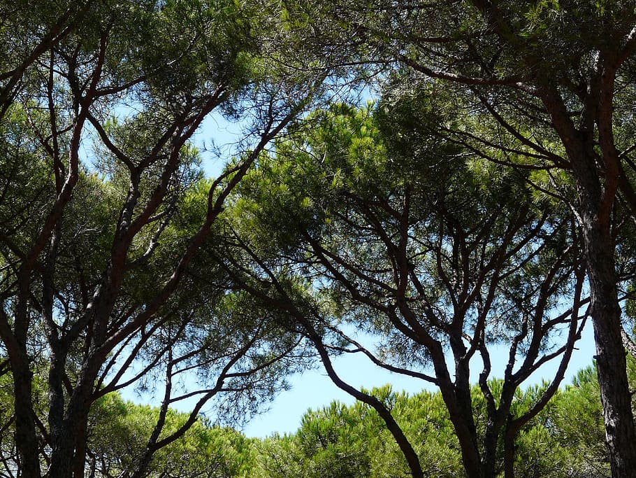 Pine, Forest, Trees, Shadow, Holiday, southerner, sky, cool HD wallpaper