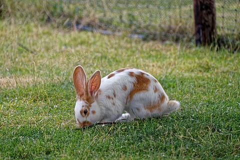 white and brown rabbit, hare, meadow, grass, mammal, animal HD wallpaper