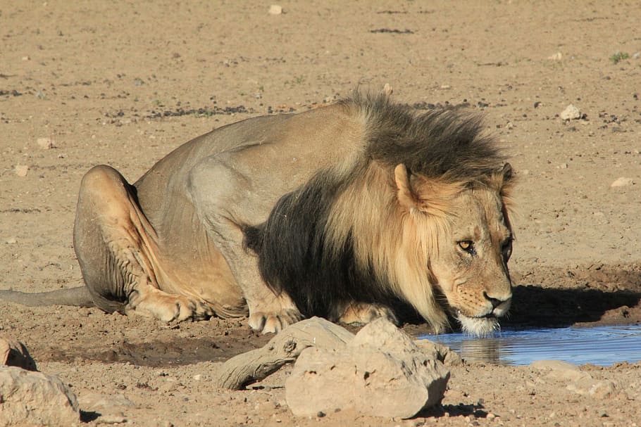 lion, drinking, waterhole, safari, africa, wildlife, big, cat, HD wallpaper