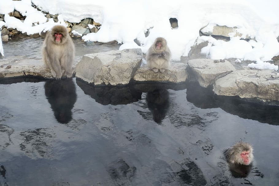 Snow, Monkeys, Macaque, Primate, snow monkeys, japan, wildlife HD wallpaper