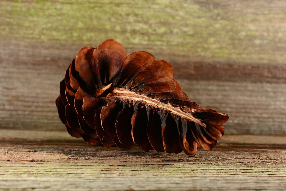 Pine Cones, Tap, Brown, Conifer, Wood, close, wood - Material HD wallpaper