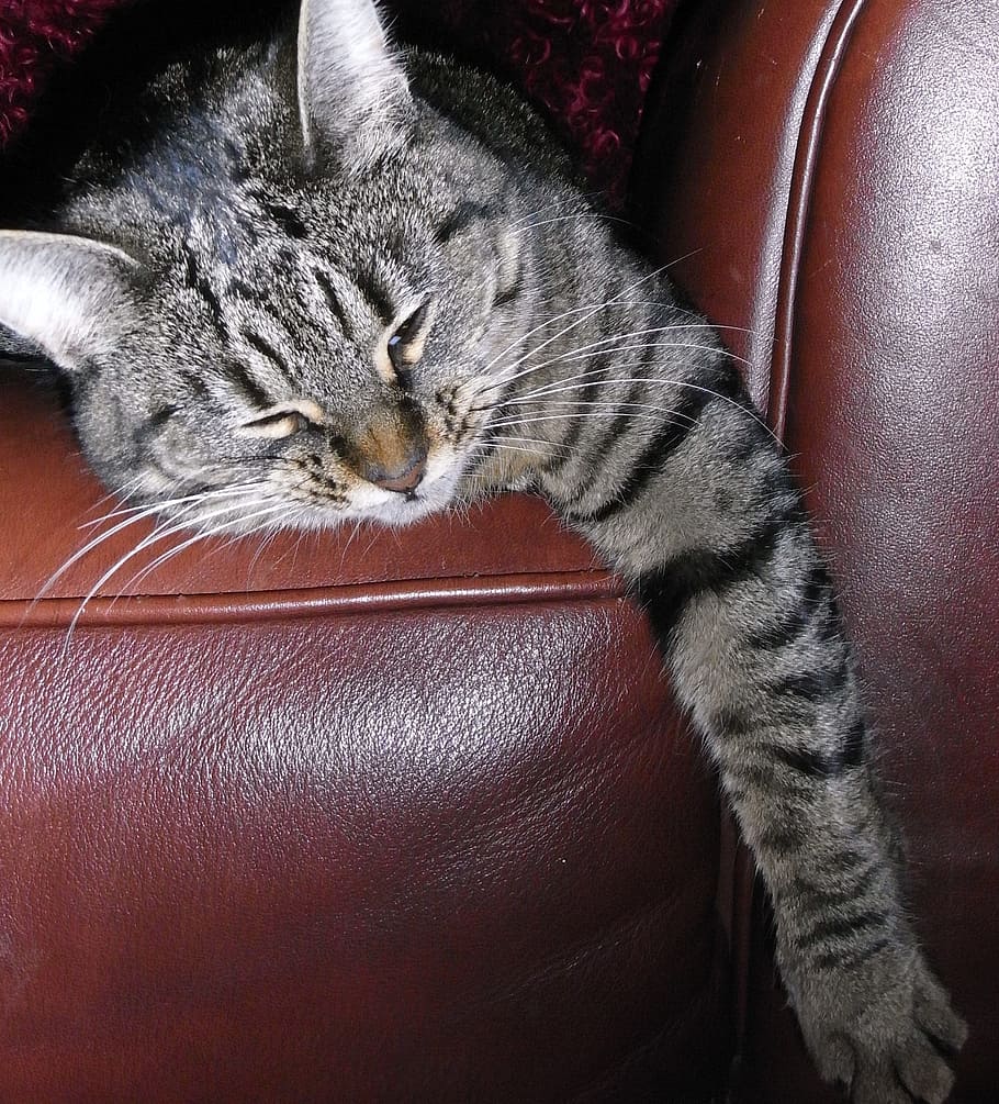 silver tabby cat lying on brown sofa, stripes, lazy, sleeping HD wallpaper