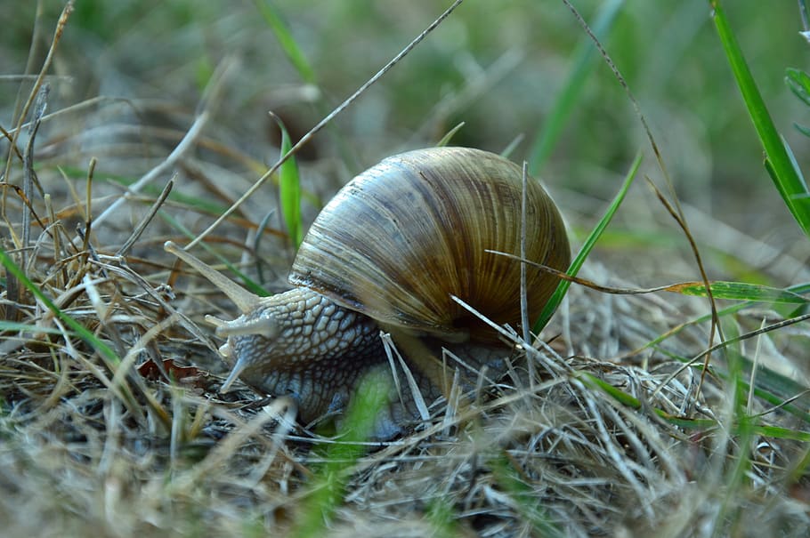 spring, snail, grass, animal wildlife, gastropod, mollusk, animal themes HD wallpaper