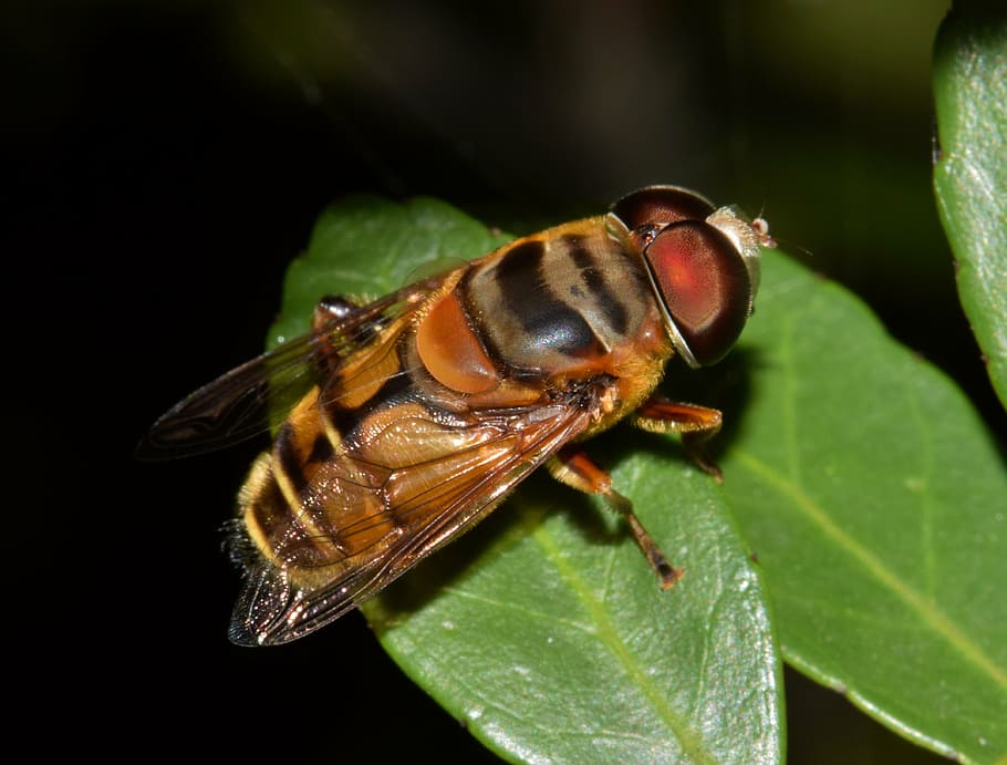 fly, drone fly, hover fly, flower fly, insect, syrphid, syrphid fly HD wallpaper
