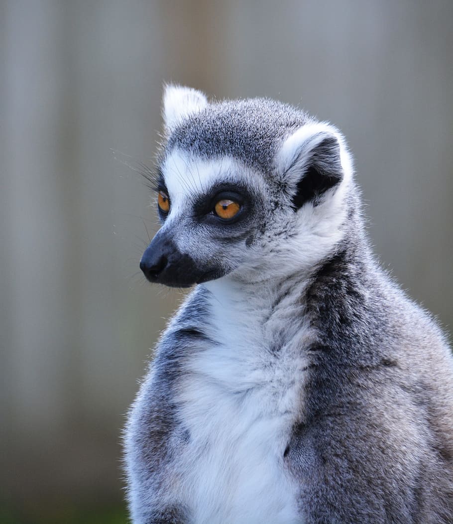 lemur, ring tailed lemur, primate, mammal, wildlife, one animal HD wallpaper