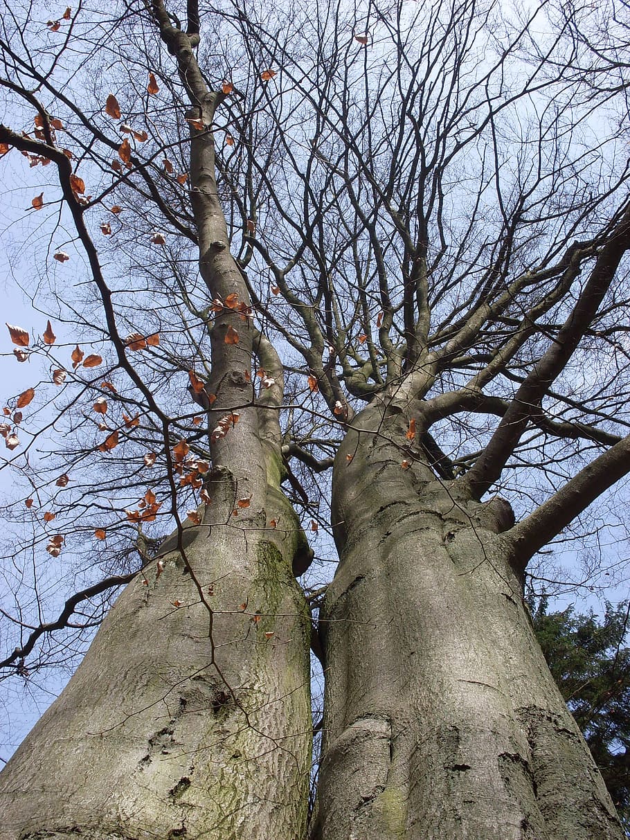 trees, forest, log, cohesion, twin, trunk, tree trunk, plant HD wallpaper