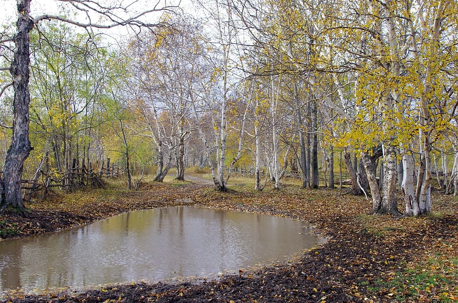autumn, forest, puddles, reflection, autumn forest, golden autumn HD wallpaper