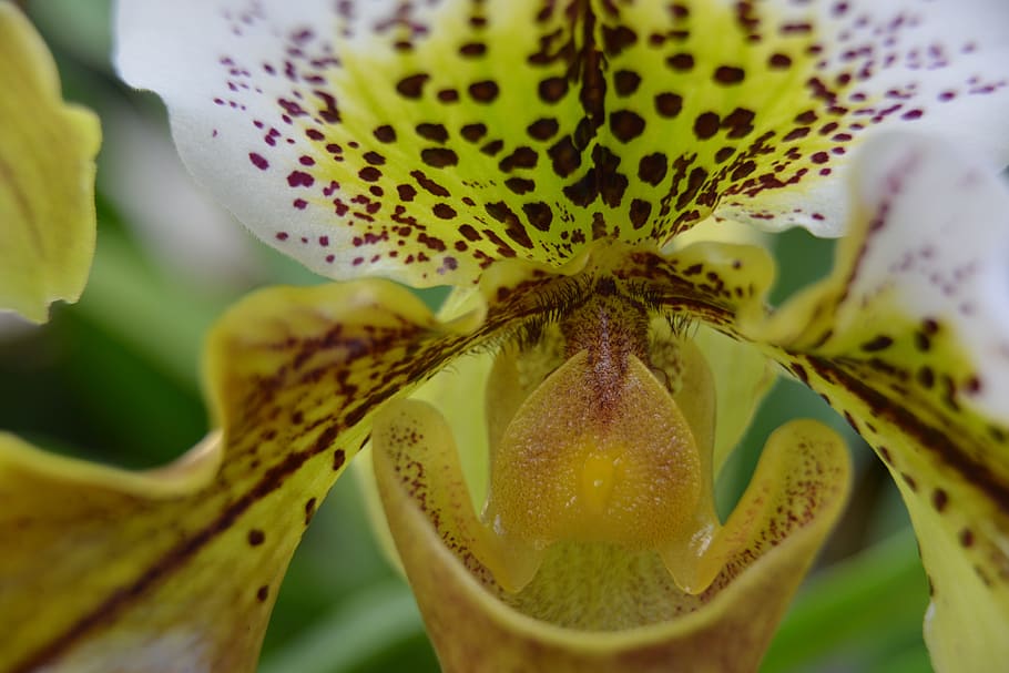 Orchid, Flower, Macro, close-up, no people, nature, green color HD wallpaper