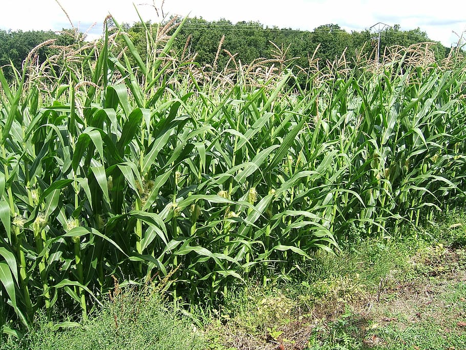 field, spikes, corn, cereals, agriculture, cultures, farm, nature HD wallpaper