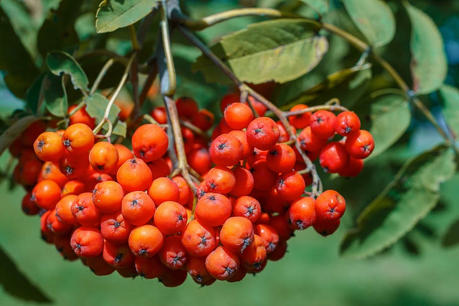 bunch of orange fruits, rowan, berry, red, plant, nature, bright HD wallpaper
