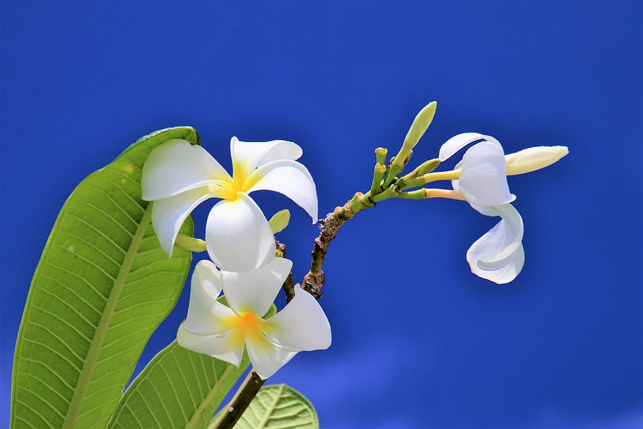 low-angle view of white petaled flower, blue, sky, maldives, nature, HD wallpaper