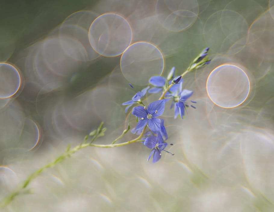 shallow focus photography of blue petaled flower, honorary award, HD wallpaper