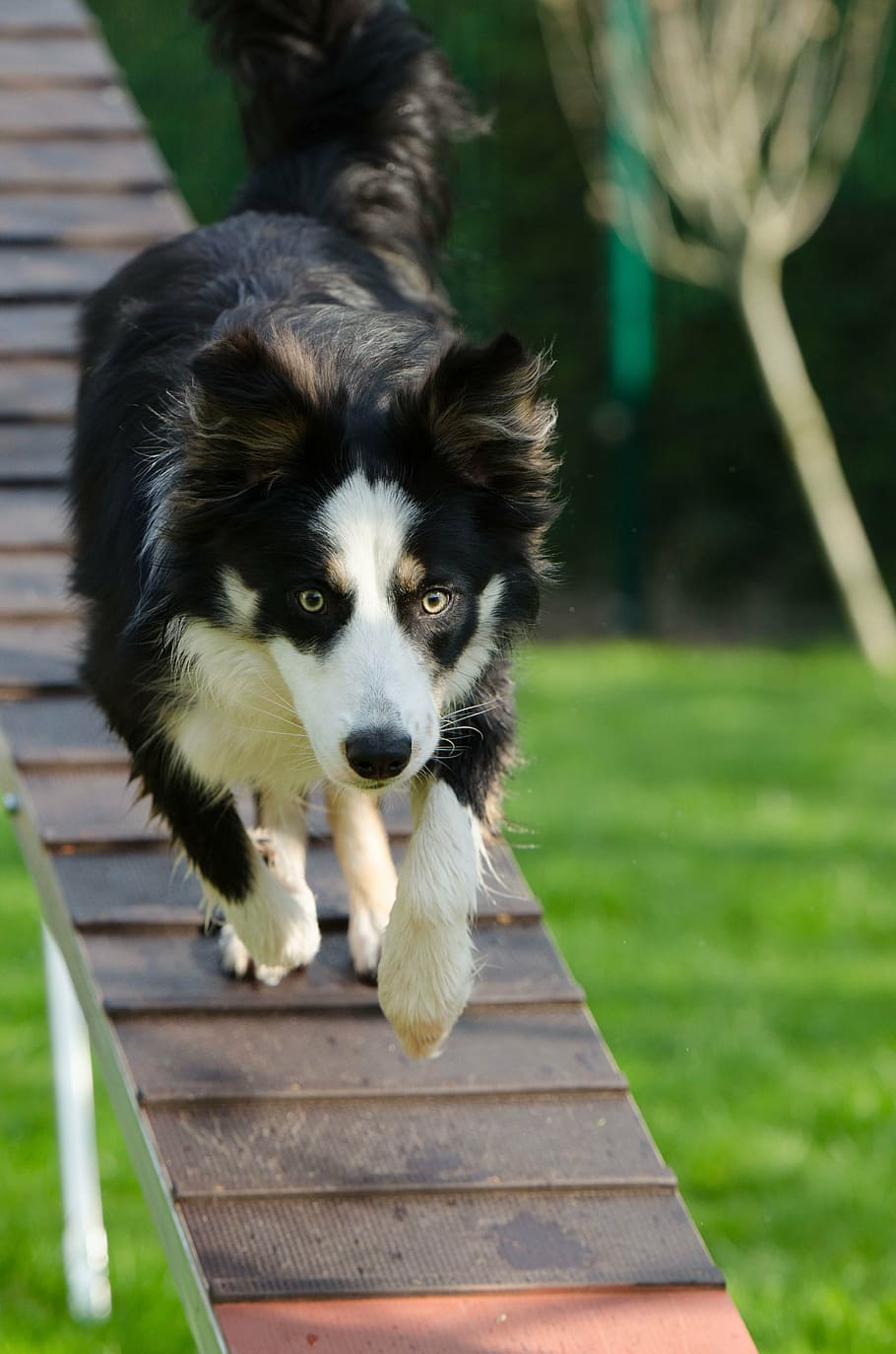 agility, web, catwalk, training, dog training, one animal, mammal HD wallpaper