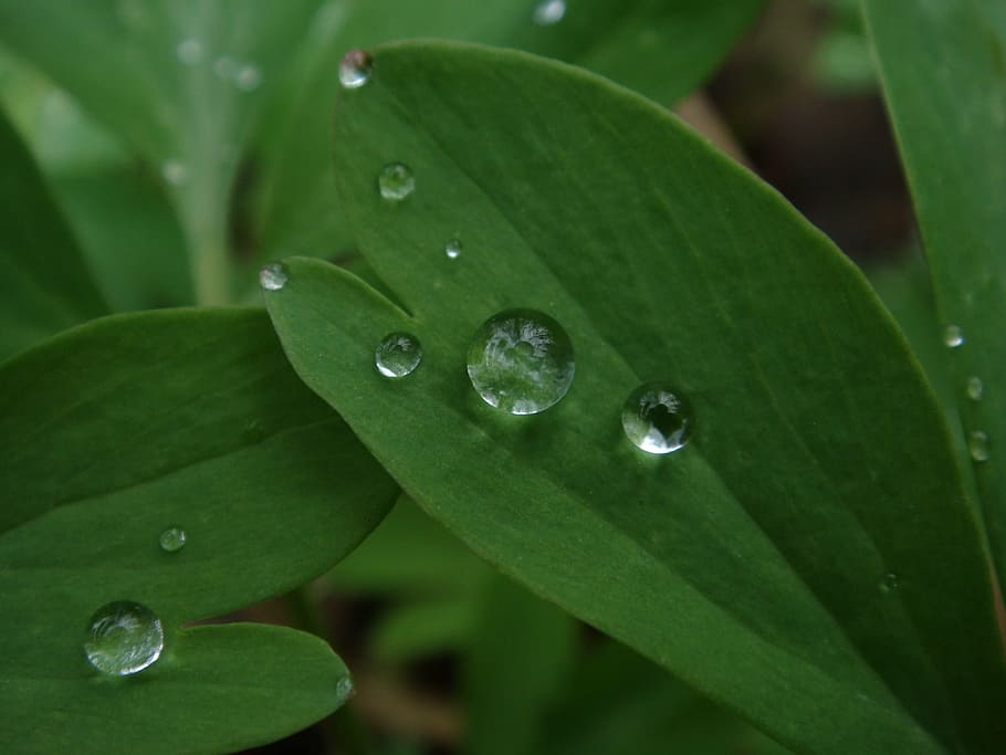 leaf, drop, fresh, green, plant part, wet, water, green color HD wallpaper