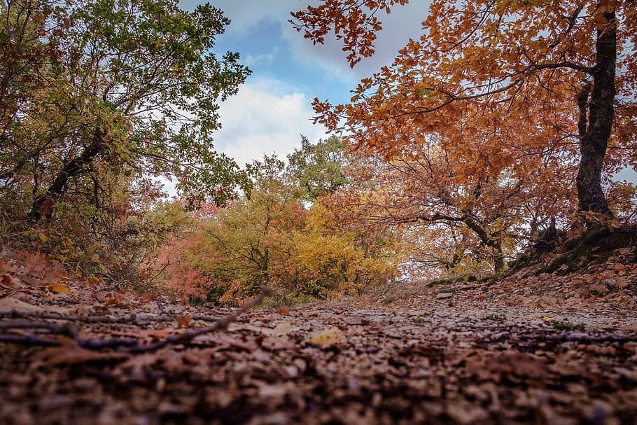 autumn, trees, road, colors, leaves, landscape, sky, red, nature HD wallpaper